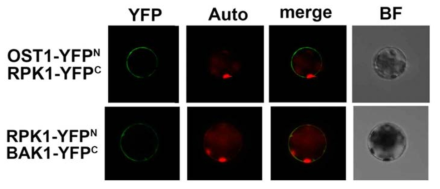 BiFC analyses for the interaction of RPK1 and OST1 and RPK1 and BAK1 pairs