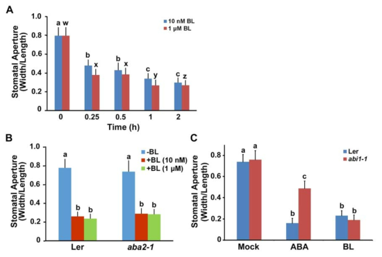 BL promotes stomatal closure independent of ABA