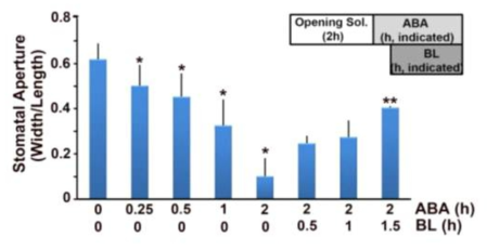 Exogeneously treated BL reversed ABA-induced stomatal closure