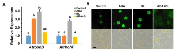 BR blocks the ABA-induced ROS production in guard cells