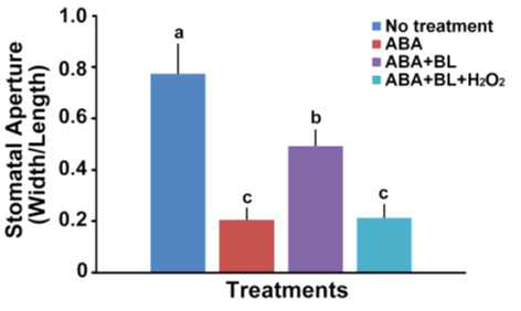 Direct treatment of H2O2 reversed inhibitory effects of BL on ABA-induced stomatal closure