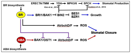 Working model for the effect of ABA and BL on stomatal closure