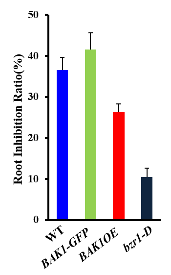 BAK1 overexpressing trnagenic plants showed reduced sensitivity to BRZ in the inhibition of root elongation