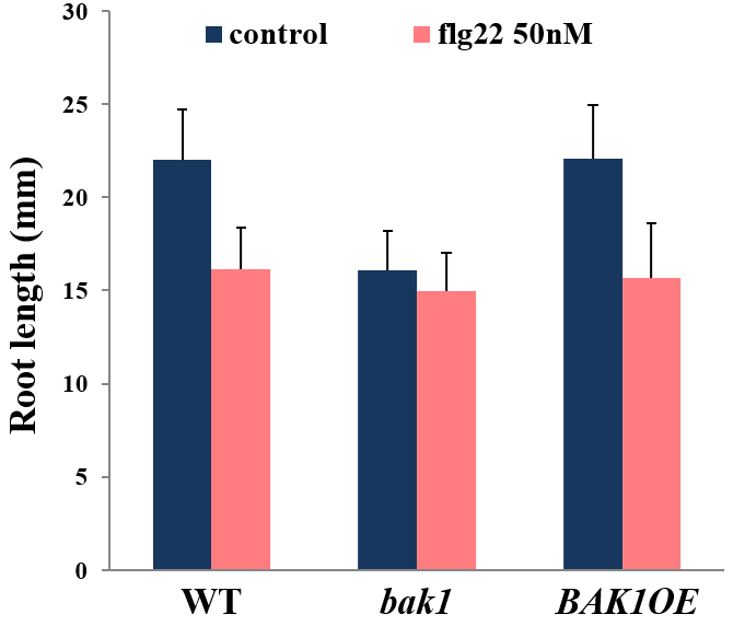 Sensitivity to flg22 of BAK1 overexpressing transgenic plants compared with that of bak1 and wild type