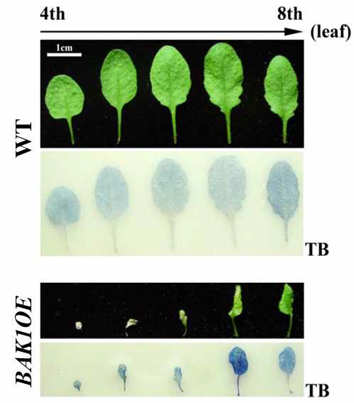 Overexpression of BAK1 led to premature cell death phenotypes