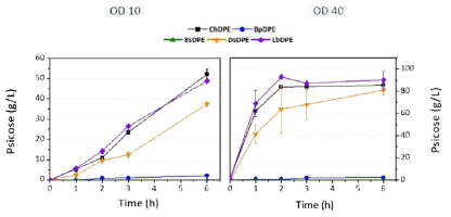 다양한 DPE 유전자를 이용한 사이코스 생산 (좌)균체량 OD 10 이용 (우)균체량 OD 40 이용