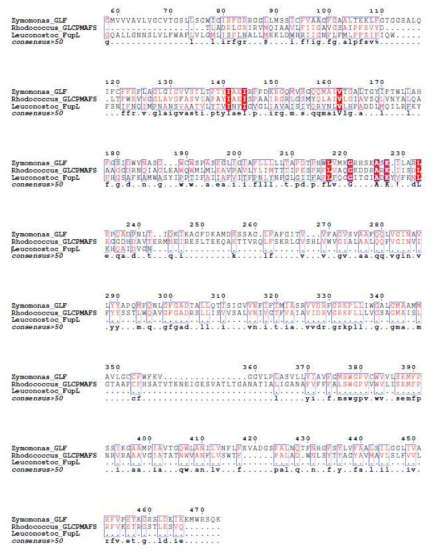 Zymomonas mobils, Rhodococcus sp., 및 Leuconostoc pseudomesenteroides 유래의 glucose/fructose facilitator 유전자가 암호하는 단백질의 아미노산 서열 상동성 분석