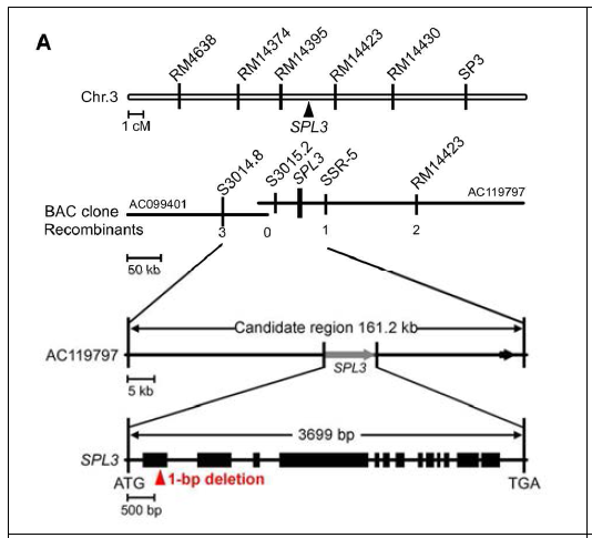 spl3 locus에 대한 지도기반 클로닝