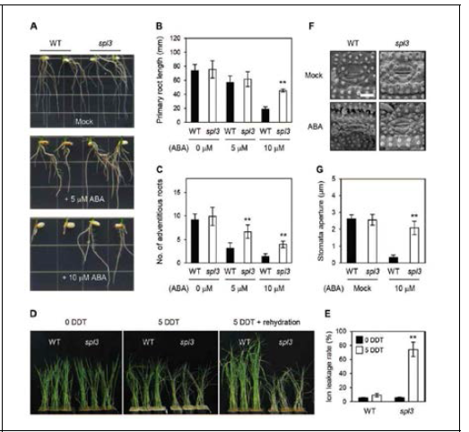 spl3 돌연변이체의 외부 ABA에 대한 둔감성 표현형 및 가뭄에 대한 민감성 표현형