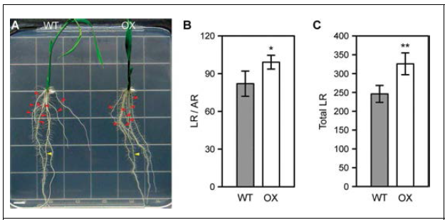 OsWOX3A 과발현체의 lateral root 개수 증가 표현형