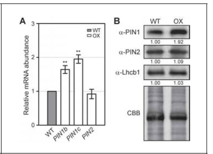 OsWOX3A 과발현체에서 PIN1b, PIN1c 발현 증가 확인