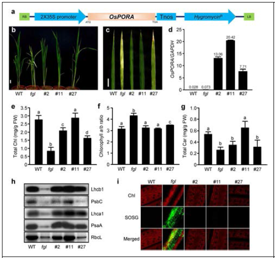 자연 온실 조건에서 35S:OsPORA/fgl (OPAO) 식물체의 표현형