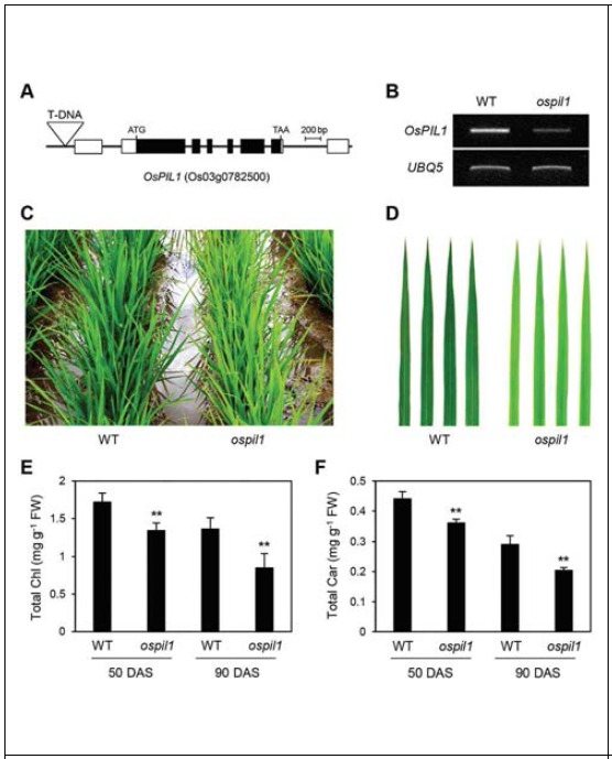 자연 장일 조건에서 ospil1 돌연변이체의 pale-green 잎 표현형