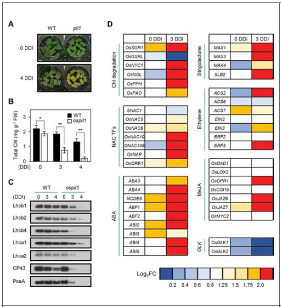 암조건 노화 과정에서 OsPIL1은 잎 노화를 억제함