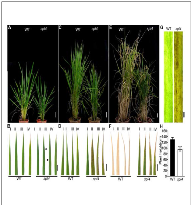 자연 장일 조건에서 spl4 돌연변이체의 표현형 확인