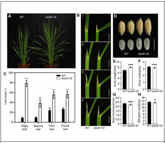 OsCIB1 과발현체에서 잎의 각도 및 종자길이 증가 표현형 확인