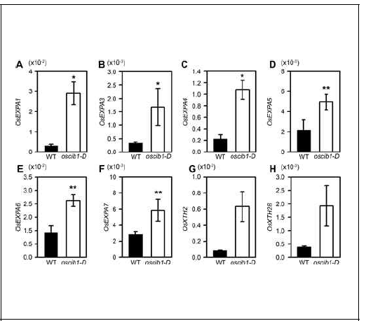 OsCIB1 과발현체의 lamina joint에서 cell-elogation 관련 유전자들의 발현양이 증가함을 확인