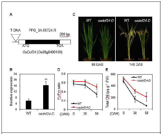 OsDOF24 과발현체에서 기능적 녹색 지속성 표현형 확인