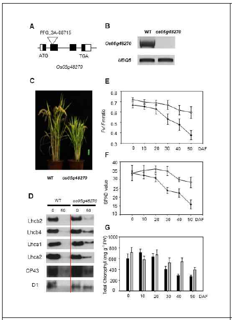 포장 조건에서 os05g48270 돌연변이체의 기능적 후기녹체성 표현형 확인