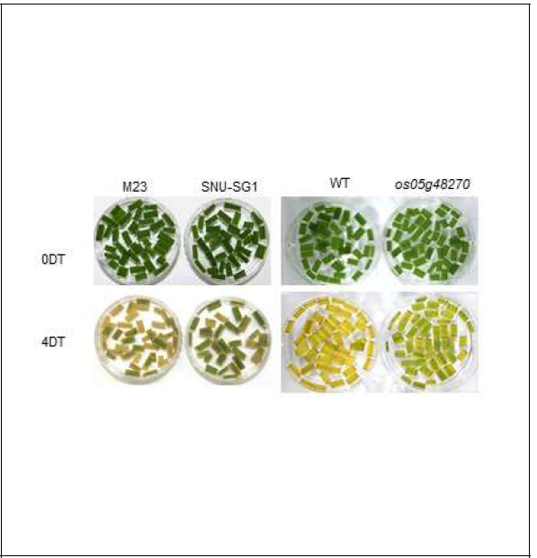 Methyl Jasmonate 처리에 의한 노화 진행 과정에서, SNU-SG1과 os05g48270 돌연변이체의 녹색 지속성 표현형 확인