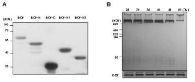 IbOr 단백질의 oligomeric 상태 분석. A, GST-fused IbOr 및 truncated fragments 의 anti-GST immunoblotting. B, IbOr 단백질의 heat shock dependent 변화. IbOr 단백질에 25℃~50℃ 사이 다양한 온도를 30분씩 처리한 후 10% native PAGE gel 사진 (위)와 12% SDS-PAGE gel 결과 (아래)