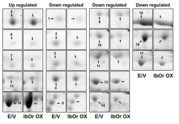 Empty vector (E/V) 와 IbOr 과발현 식물체 (IbOr OX)에서 발현이 변 화된 단백질 spot
