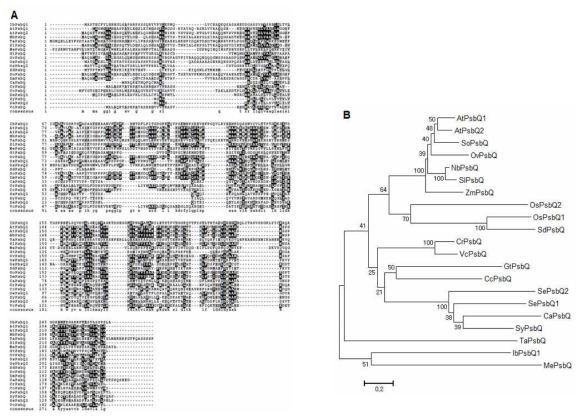 IbPsbP1의 아미노산 유사성 분석 (A) 및 phylogenetic tree 분석 (B)