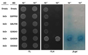 Yeast two-hybrid 실험을 통한 IbPsbP와 IbOr 단백질과의 결합 분석