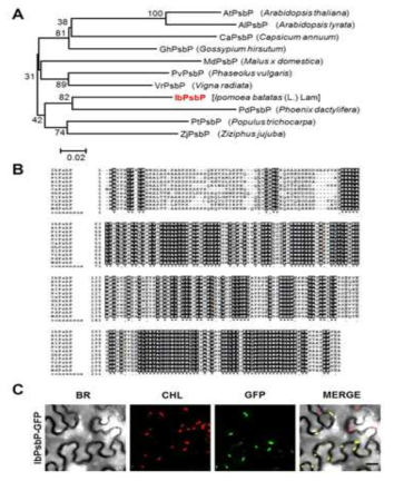 IbPsbP 단백질 서열 분석 (A) Phylogenetic tree 분석 (B) 다른 식물체에 존재 하는 PsbP 유전자와 아미노산 유사성 분석 (C) IbPsbP-GFP fusion protein을 이용한 세포 내 위치 확인