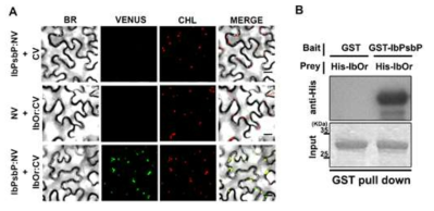 IbOr 과 IbPsbP 단백질 결합 확인. (A) BiFC 실험을 통한 식물체에서 결합 확인. (B) Pull-down assay를 통한 두 단백질간의 결합 확인