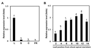 IbPsbP 유전자의 고구마 부위별 발현변화 (A) Leaf, stem, fibrous root 에서의 발 현변화. L, leaf; S, stem; C, calli; FR, fibrous root. (B) 잎의 발달단계별 IbPsbP 유전자의 발 현양상