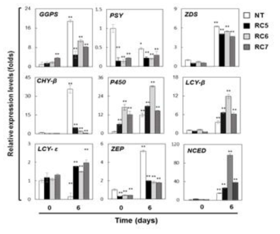 RNAi-IbCHY-β RC 고구마 식물체 250 mM NaCl 스트레스 처리 (0 day, 6 days) 후 잎에서의 카로티노이드 생함성 관련 유전자 발현분석. NT, 비형질전환 율미; RC5, RC6, RC7, RNAi-CHY-β RC 고구마