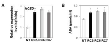 RNAi-IbCHY-β (RC) 고구마식물체의 NCED 유전자 발현 (A) 및 ABA 함량분석 (B). NT, 비형질전환 율미; RC5, RC6, RC7, RNAi-CHY-β RC 고 구마