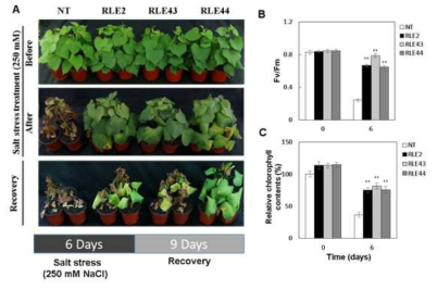 RNAi-IbLCY-ε (RLE) 고구마식물체의 salt 스트레스 내성 조사. A, 4주 생육시 킨 고구마 식물체에 250 mM NaCl 처리 (0 day, 6 days) 및 9일 동안 회복시킨 식물체. B, 250 mM NaCl 처리한 고구마 식물체 잎 (위로부터 3번째)의 광합성 효율 (Fv/Fm). C, 250 mM NaCl 처리한 고구마 식물체 잎의 엽록소 함량분석. NT: 비형질전환 고구마; RLE2, RLE43, RLE44: RNAi-IbLCY-ε 형질전환 고구마