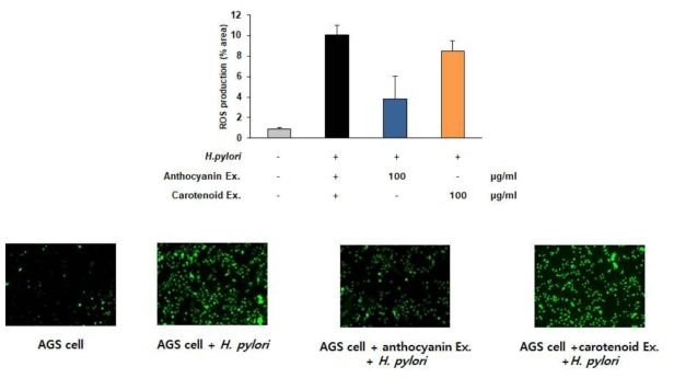 Helicobacter pylori로 염증을 유발한 AGS cell의 항염증활성 기전