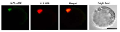 AtMPK1-sGFP 단백질의 subcellular localization 확인
