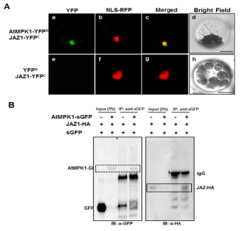 세포 내 핵에서 상호 결합하는 AtMPK1과 JAZ1
