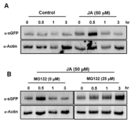 JA에서 AtMPK1의 ubiquitin 의존적 분해