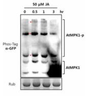 JA 처리 후 AtMPK1의 phosphorylation