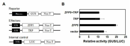 TRP는 ZFP5가 ZFP8 프로모터 결합하는 것을 저해