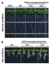 뿌리 생장 발달. (A) 보통 MS 조건에서 야생형과 DCD2-Ox와 dcd2의 뿌리 발달 확인. (B) 옥신이 함유되어 있는 배지 에서 야생형과 DCD2-Ox 뿌리 발달 확인