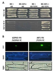 AIF1과 TCP4와 상호 작용. (A) yeast내에서 AIF1과 TCP4의 결 합을 확인. (B) BiFC assay 실시. AIF1-YN과 TCP4-YC의 결합에 의한 YFP 신호 관찰. bZIP63-YN과 bZIP63-YC은 positive control로 사용