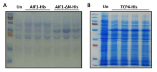 AIF1-His 단백질과 TCP4 단백질 유도