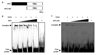 AIF1에 의해서 DNA binding activity 변화. (A) AIF1 단백질과 AIF1△N 단백질을 정제하여 사용. (B) AIF1 단백질의 농도 증가에 따른 TCP4의 DNA 결합 활성의 변화 확인. (C) AIF1△N 단백질의 농도 증가에 따른 TCP4의 DNA 결합 활성의 변화 확인