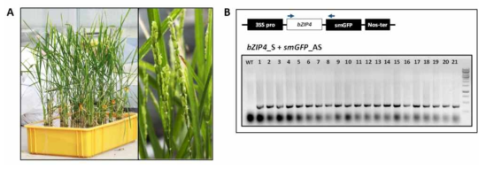 선발된 형질전환체의 bZ IP4 삽입 확인