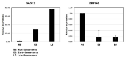 AtERF106의 식물 노화 진행에 따른 발현