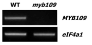 WT과 myb109에서의 MYB109 발현 확인