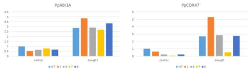 가뭄 처리 후 WT과 PpCKX1 과발현체에서의 PpABI1A와 PpCOR47 유전자의 발현 비교