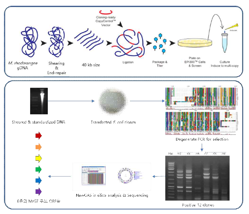 M. rhodorangea 유래 MrGT 후보유전자들의 선발 모식도