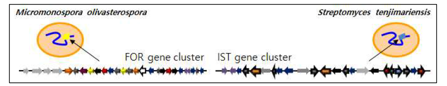 토양 방선균 내 AC계열 항세균제인 FOR/IST 생합성 유전자 집단 구성